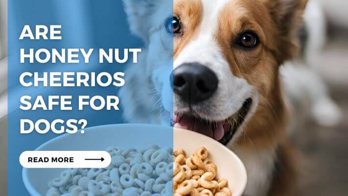 Are Honey Nut Cheerios Safe for Dogs