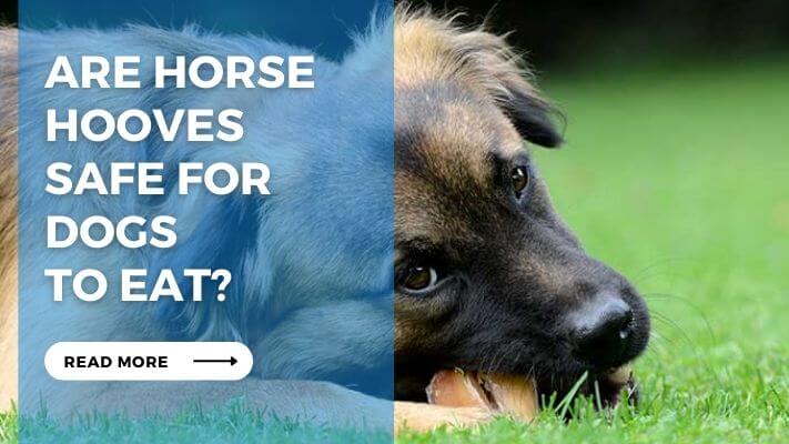 Are Horse Hooves Safe for Dogs to Eat