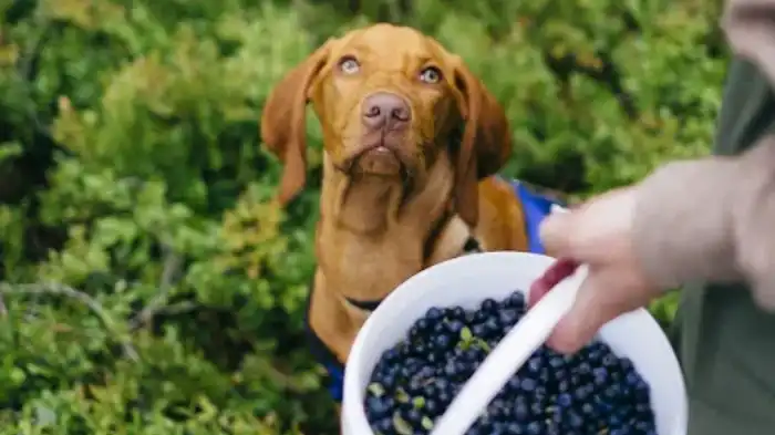 How to Safely Feed Huckleberries to Your Dog?