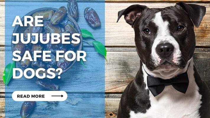 Are Jujubes Safe for Dogs