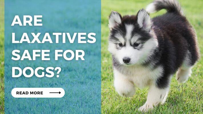 Are Laxatives Safe for Dogs