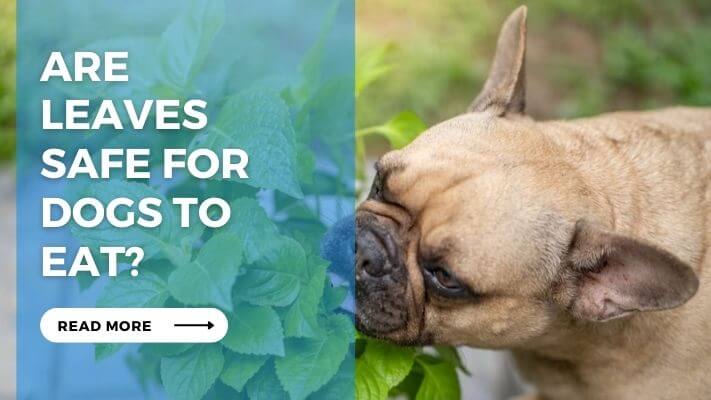 Are Leaves Safe for Dogs to Eat