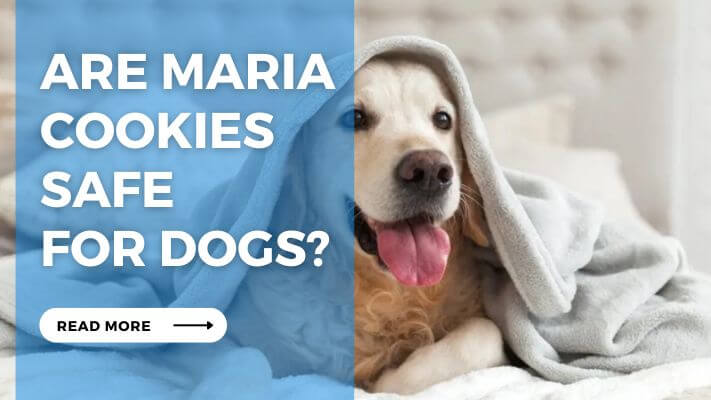 Are Maria Cookies Safe for Dogs