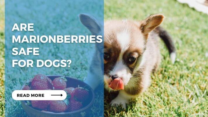 Are Marionberries Safe  for Dogs