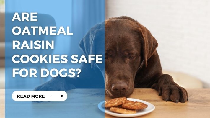 Are  Oatmeal  Raisin  Cookies Safe for Dogs