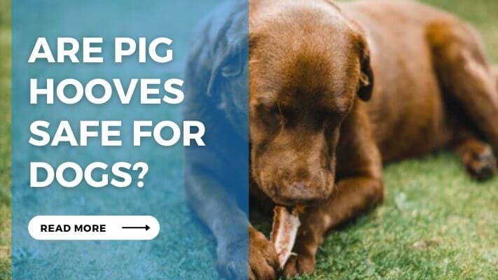 Are Pig Hooves Safe for Dogs