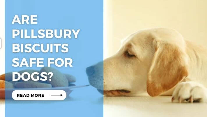 Are Pillsbury Biscuits Safe for Dogs