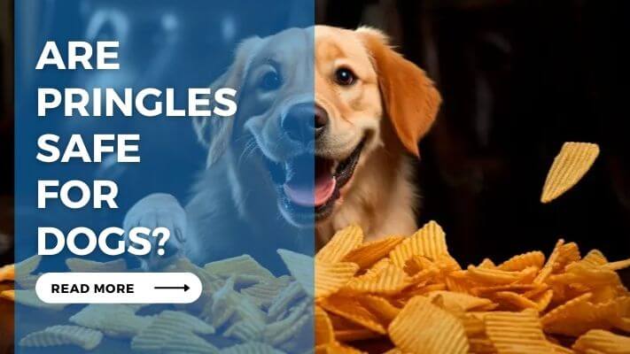 Are Pringles Safe for Dogs