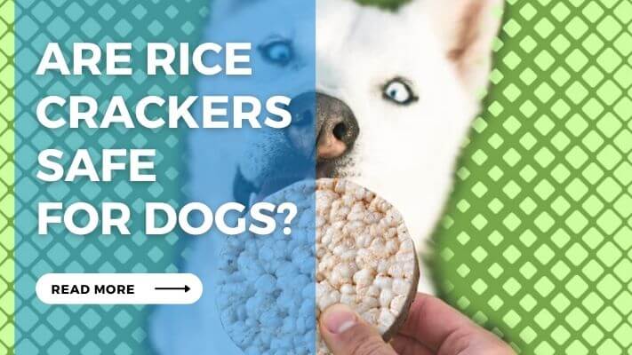 Are Rice Crackers  Safe  for Dogs