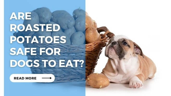 Are Roasted Potatoes Safe for Dogs to Eat