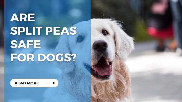 Are Split Peas Safe for Dogs