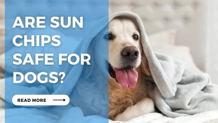 Are Sun Chips Safe for Dogs