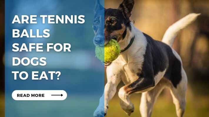 Are Tennis Balls Safe for Dogs to Eat