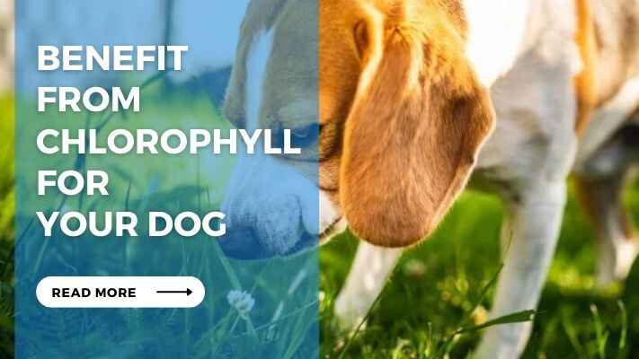 Benefit from Chlorophyll for your Dog