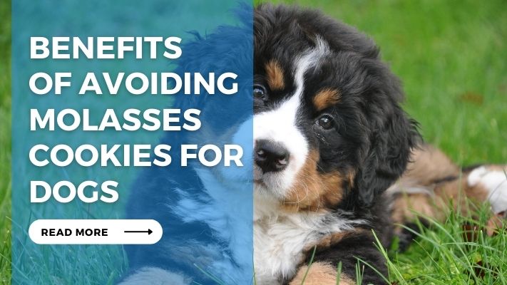 Benefits of Avoiding Molasses Cookies for Dogs