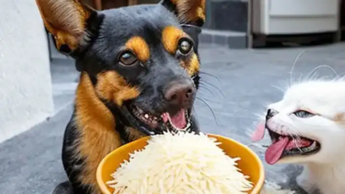 Can Dogs Eat Basmati Rice for Diarrhea?