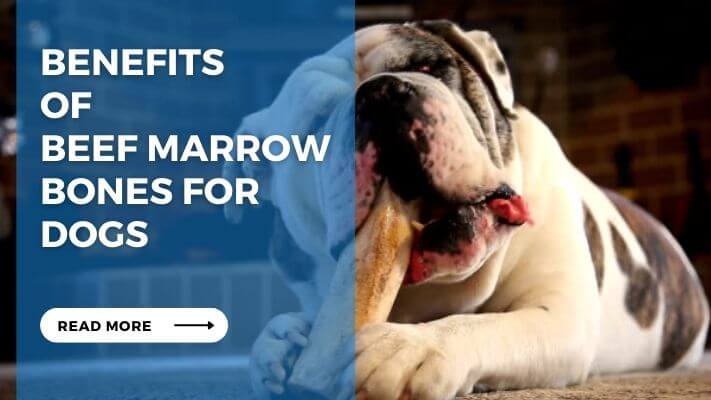 Benefits of Beef Marrow Bones for Dogs
