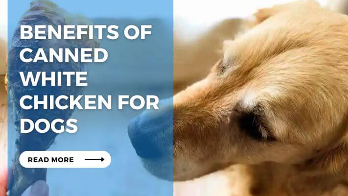 Benefits of Canned White Chicken for Dogs