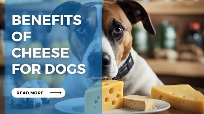 Benefits of Cheese for Dogs