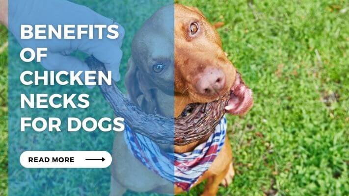 Benefits of Chicken Necks for Dogs