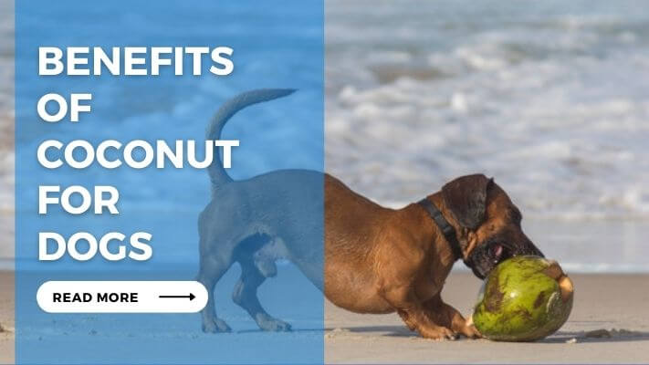 Benefits of Coconut for Dogs