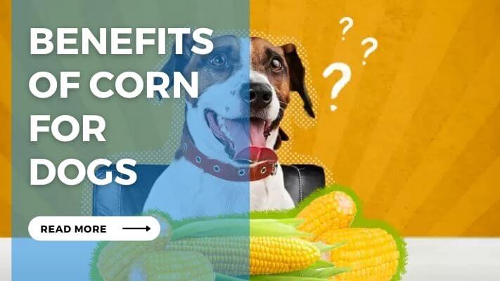 Benefits  of Corn  for  Dogs