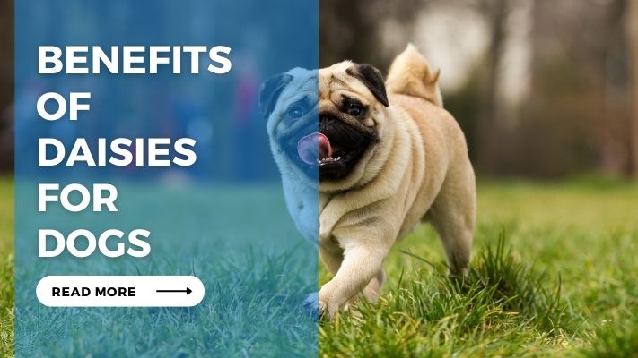 Benefits of Daisies for Dogs