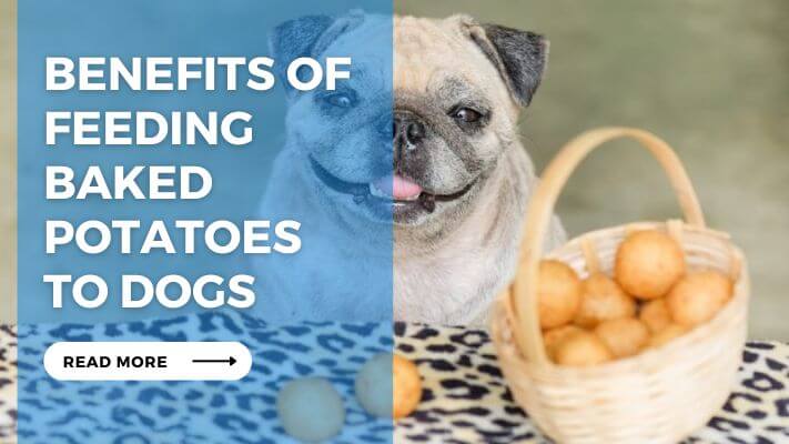 Benefits of Feeding Baked Potatoes to Dogs