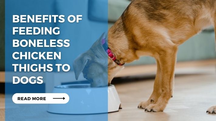 Benefits of Feeding Boneless Chicken Thighs to Dogs