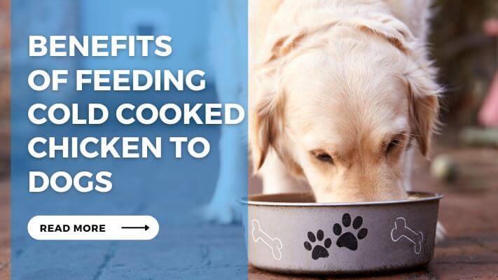 Benefits of Feeding Cold Cooked Chicken to Dogs