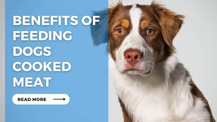 Benefits of Feeding Dogs Cooked Meat