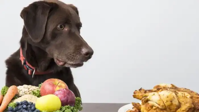 Can Dogs Eat Lemon Pepper Chicken?