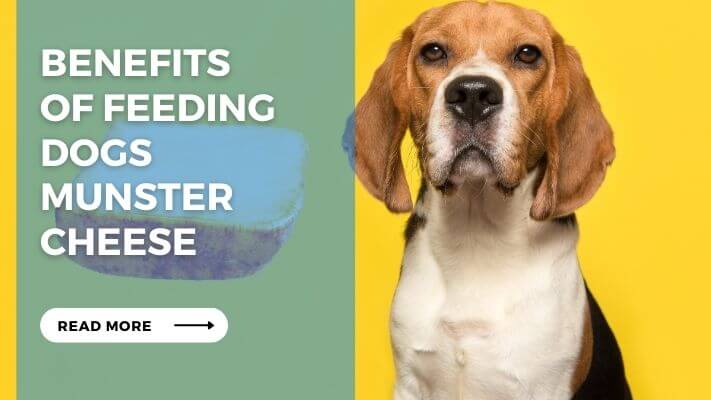 Benefits of Feeding Dogs Munster Cheese