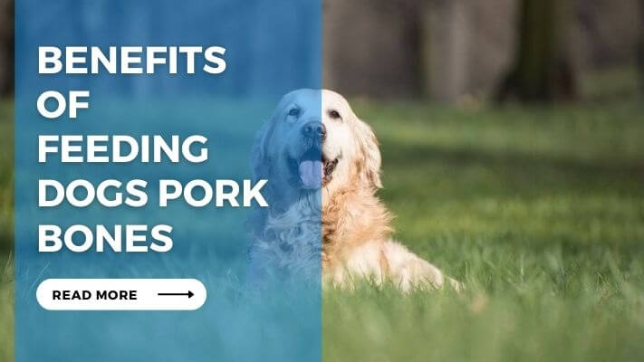Benefits of Feeding Dogs Pork Bones