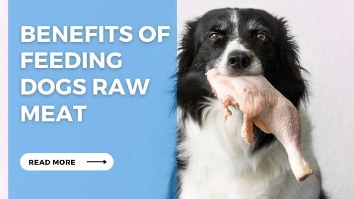 Benefits of Feeding Dogs Raw Meat