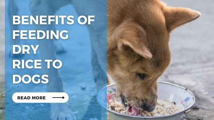 Benefits of Feeding Dry Rice to Dogs