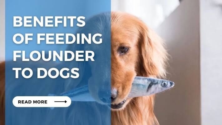 Benefits of Feeding Flounder to Dogs