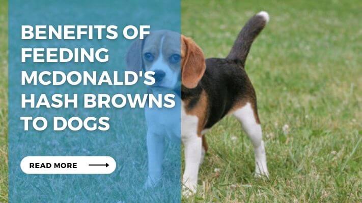 Benefits of Feeding McDonald's Hash Browns to Dogs