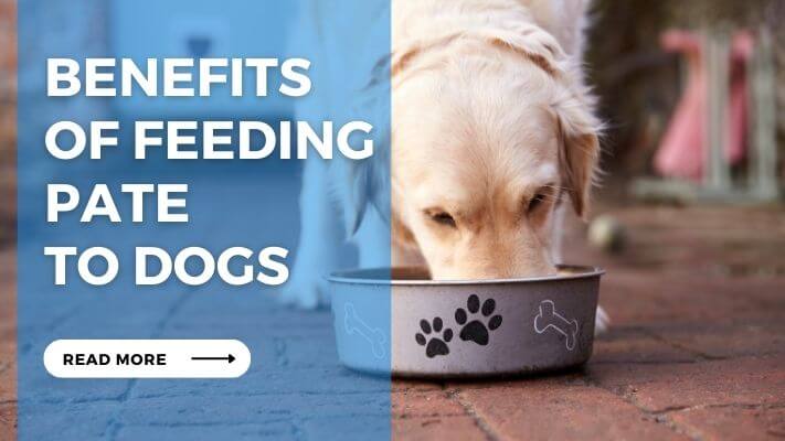 Benefits of Feeding Pate to Dogs