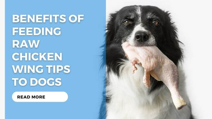 Benefits of Feeding Raw Chicken Wing Tips to Dogs