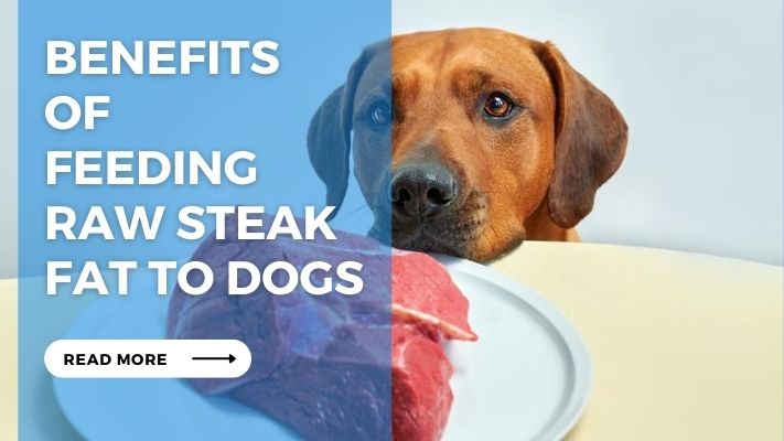 Benefits  of  Feeding  Raw Steak Fat to Dogs