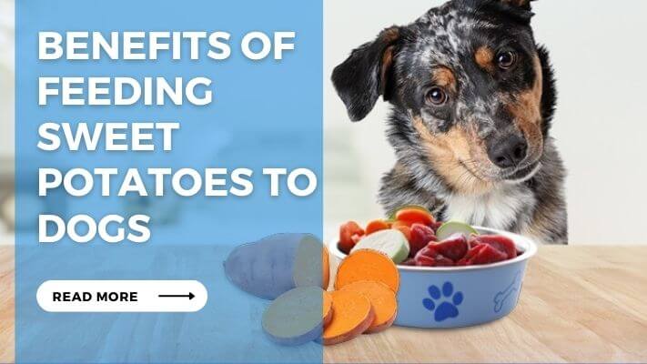 Benefits of Feeding Sweet Potatoes to Dogs