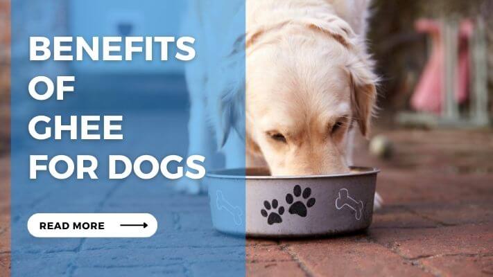 Benefits of Ghee for Dogs