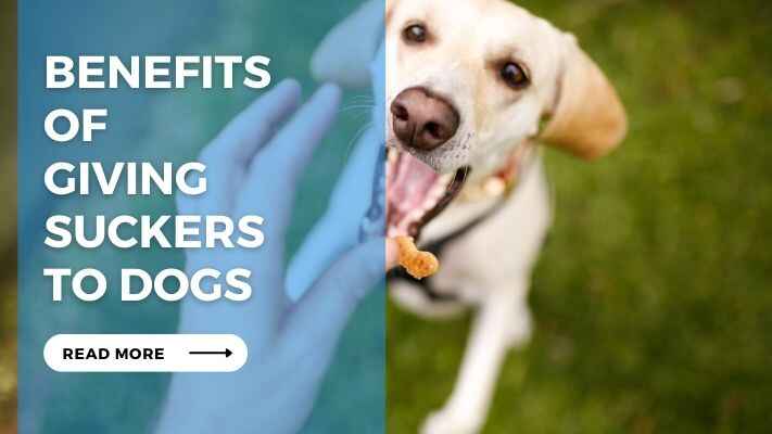 Benefits of Giving Suckers to Dogs