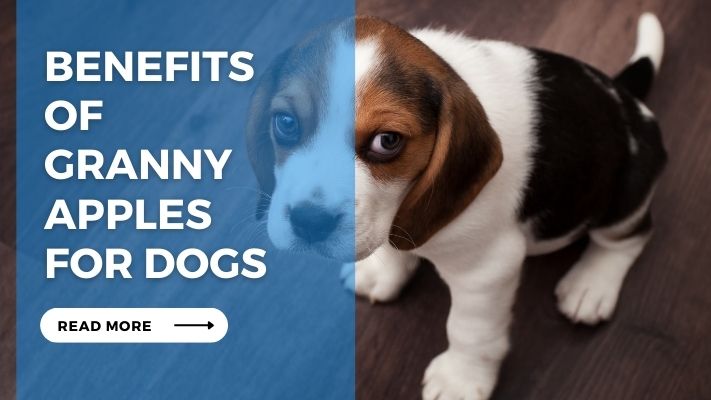 Benefits of Granny Apples for Dogs