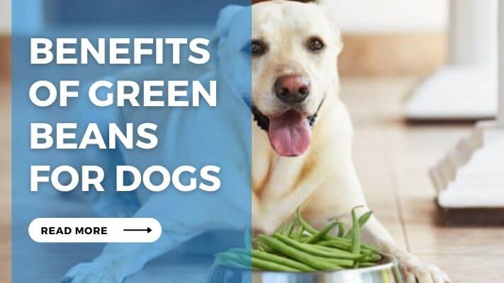 Benefits of Green Beans for Dogs