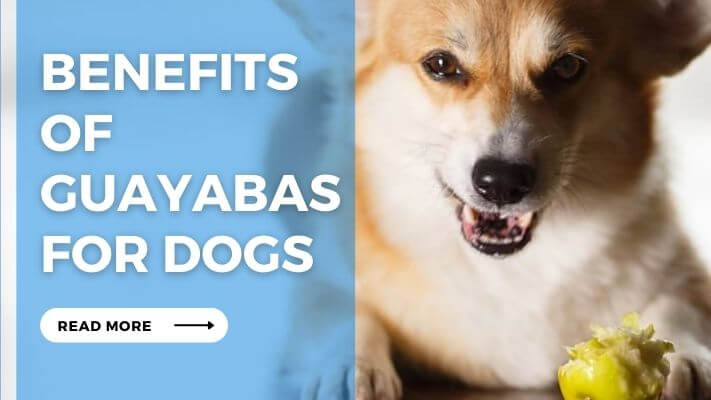 Benefits of Guayabas for Dogs