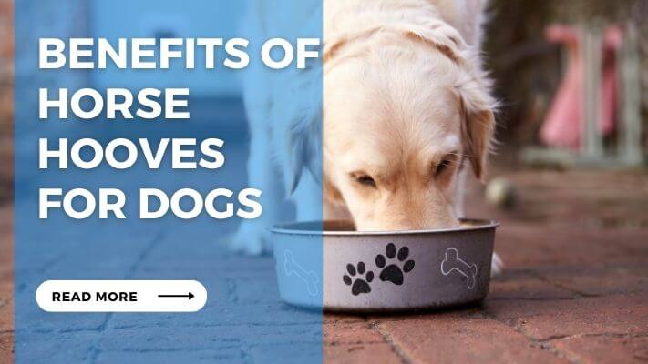 Benefits of Horse Hooves for Dogs