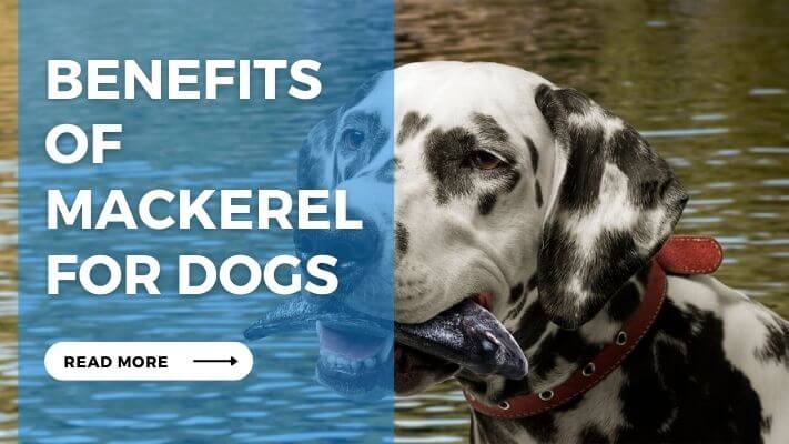 Benefits of Mackerel for Dogs