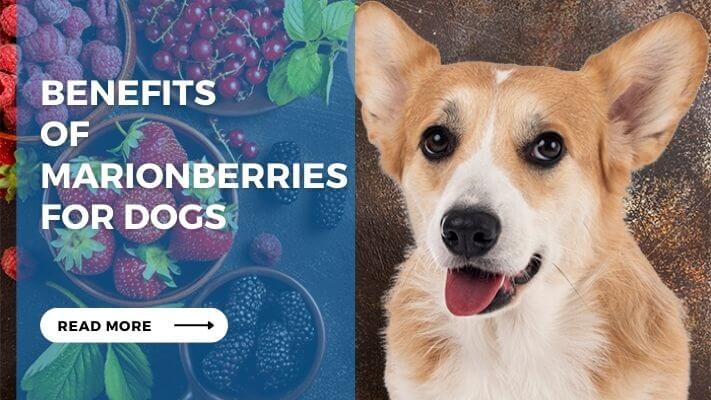 Benefits  of Marionberries for Dogs